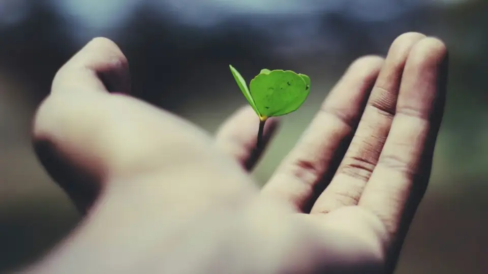 The Soil in which to grow 