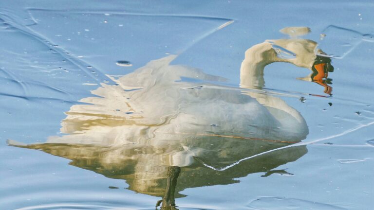 Ugly Duckling, Shattered Image