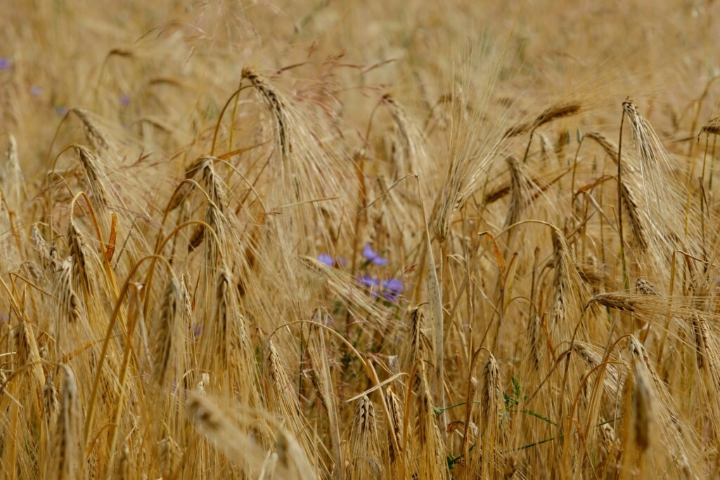 The Treasure Hidden in the Field 